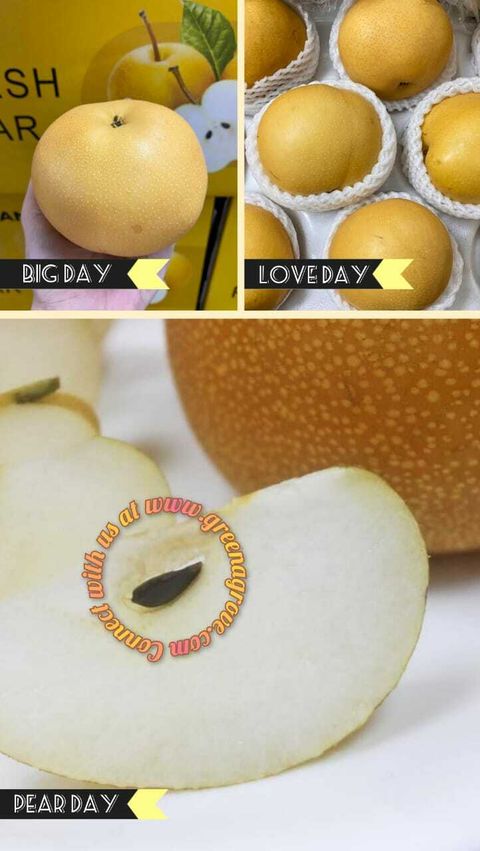 Korea Variety Premium Fresh Feng Shui Pear 风水梨.jpeg