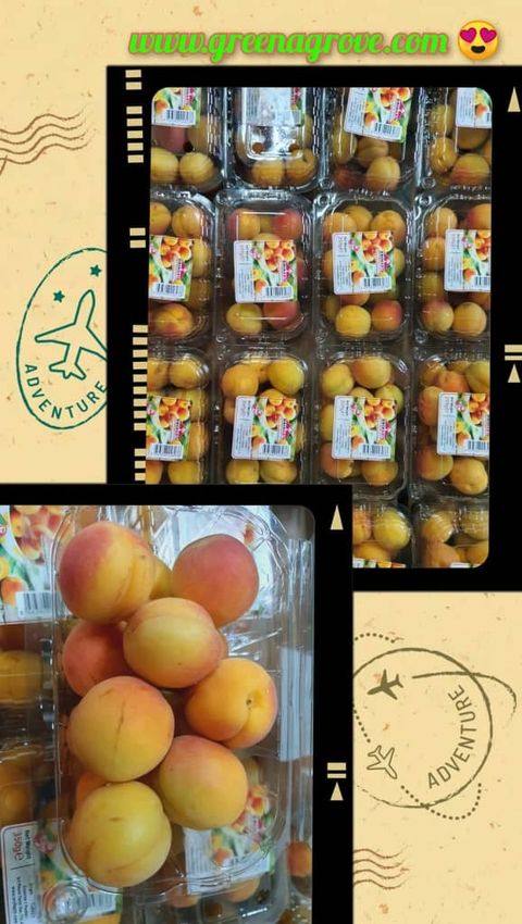 Air-Flown Turkey Premium Fresh Sweet Apricots.jpeg