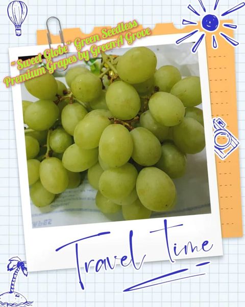 Air-Flown USA Premium Green Seedless Grapes (Sweet Globe ®)