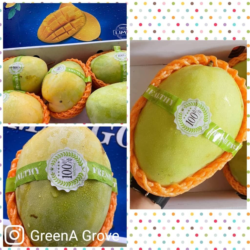 China Premium 100% Naturally Grown Mango Keitt 攀枝花凯特芒果