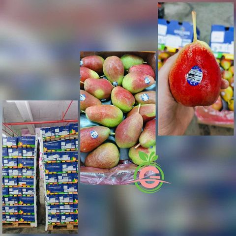 South Africa Premium Forelle Pears (Size L)