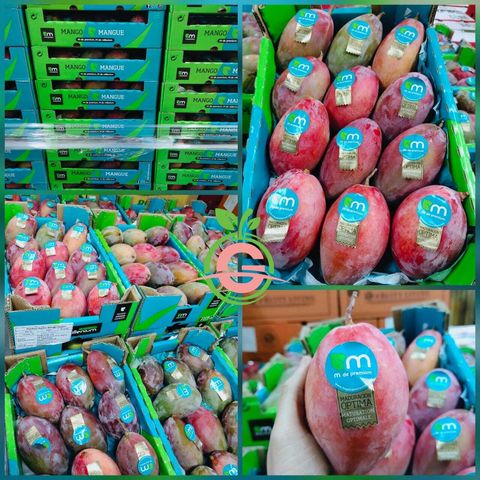 Air-Flown Spain Premium Qsteen Mango (approx. 320-370gms per piece)