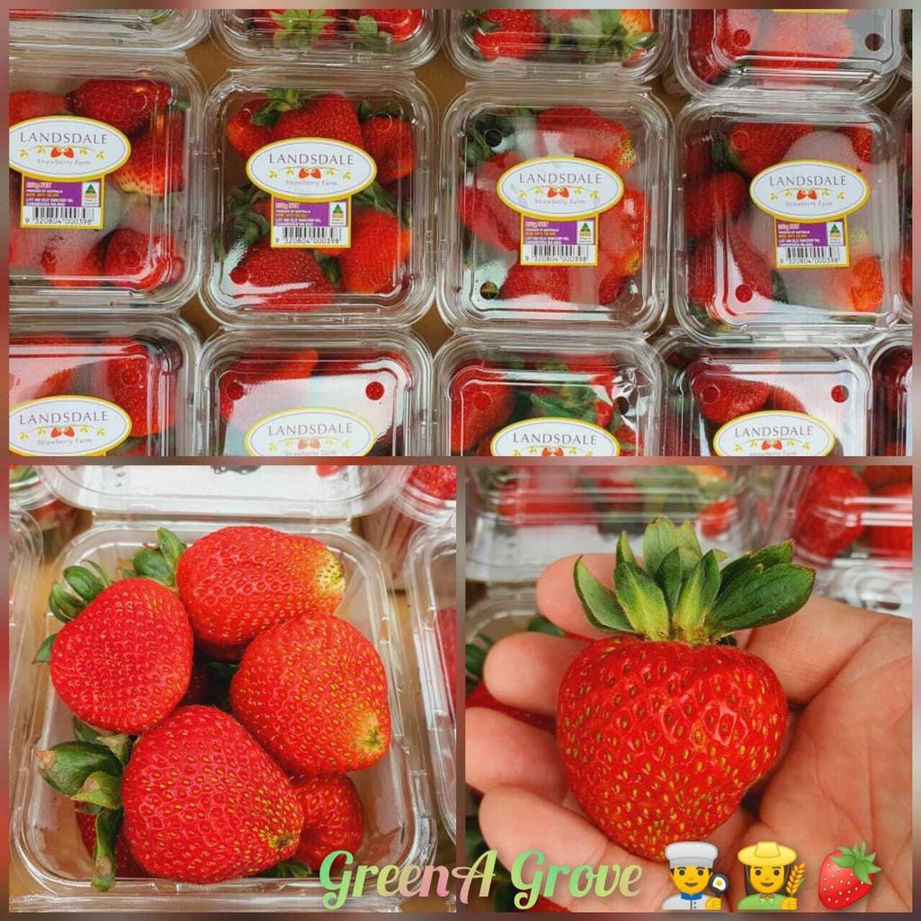 Australia Premium Fresh Strawberries