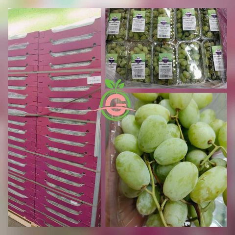 Lebanon Premium Sugar Crunch Seedless Green Grapes