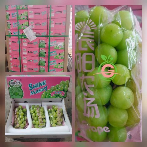 Air-Flown Japan Variety Premium Natural Fresh Shine Muscat Grapes 阳光玫瑰葡萄 