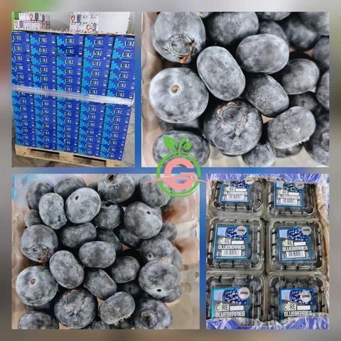 South Africa Premium Blueberries