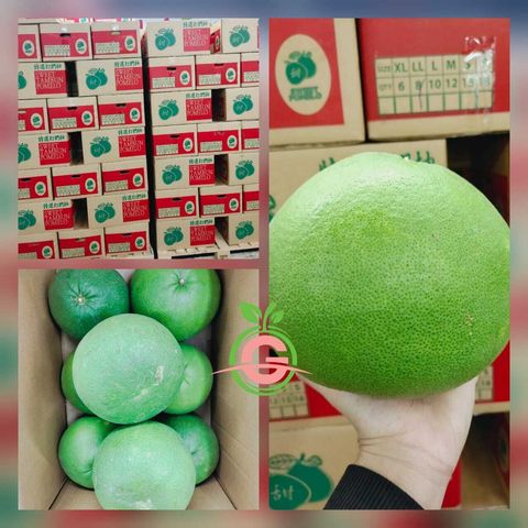 Ipoh Premium Tambun Pomelo (Size XL 8s)