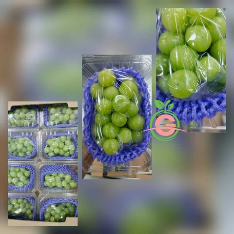 Air-Flown Japan Variety Premium Natural Fresh Shine Muscat Grapes 阳光玫瑰葡萄 (500gms)