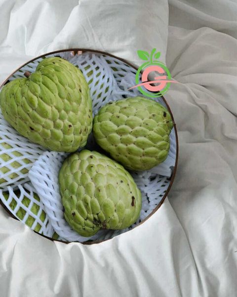 Thailand Premium Fresh Custard Apple 凤梨释迦 ~ 番荔枝 (Size 15A)