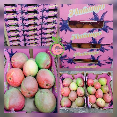 Australia Premium Flamango Mango (R2E2) (approx. 570 - 610gm per piece)