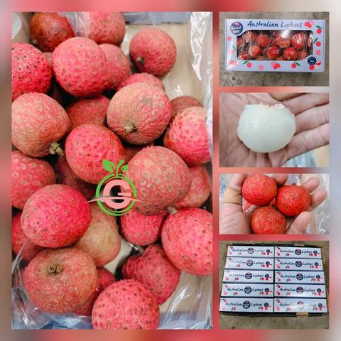 Australian Premium Fresh Kaimana Lychees