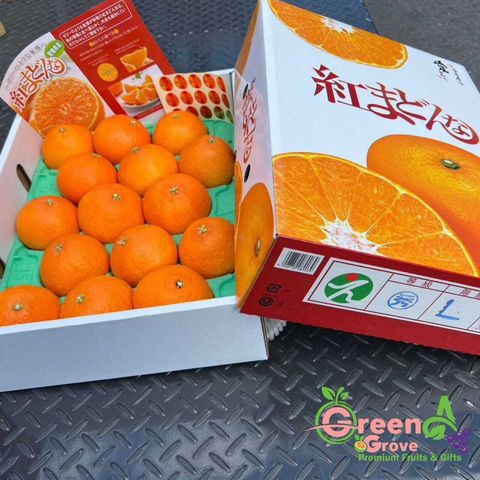 Japan Premium Ehime Mandarin Jelly Beni-Madonna Oranges 日本爱媛特秀蜜柑 (Size L 15s) (Call for Price)