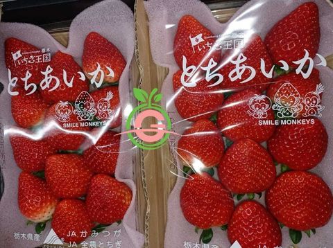 Japan Premium Fresh Tochigi-Ken Tochiaga Strawberries 日本特秀栃木县草莓 (approx. 640gms) (Call for Price)