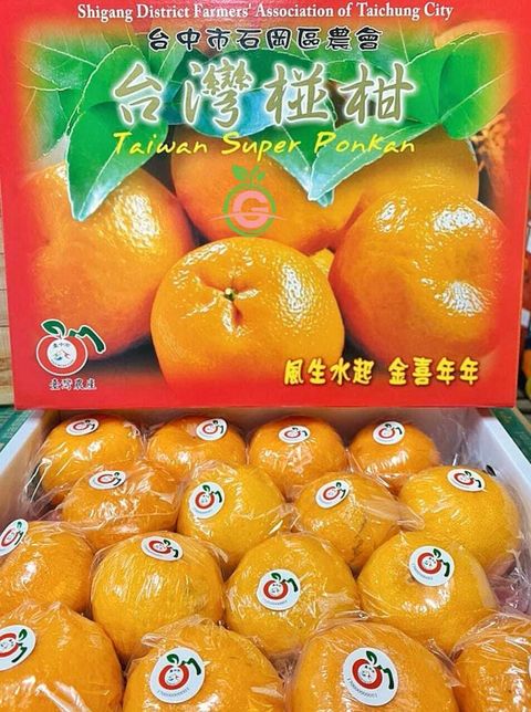 Taiwan Premium Original Super Ponkan 台湾原装特秀椪柑 (Size L)