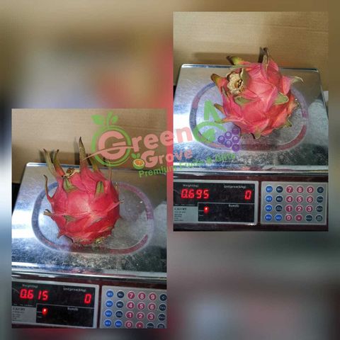 Johor Premium Red Dragon Fruits (Size Jumbo) [2]