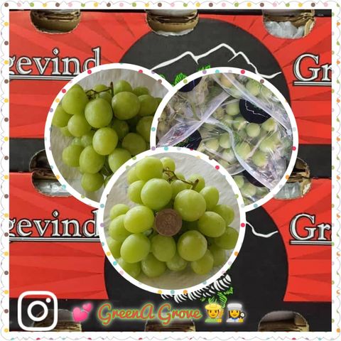 Air-Flown South Africa Premium Green Seedless Grapes 南非炸弹葡萄 (Autumn Crisp) (Size XXL)