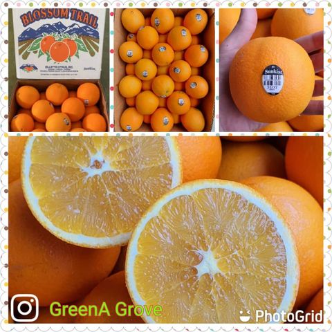 USA Mt. Whitney Barnfield Sunkist Oranges (Premium Lane Late Navel) (Size XL)