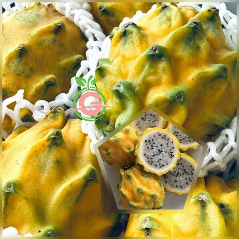 Ecuador Premium Pitahaya Yellow Dragon Fruit 厄瓜多尔麒麟果:燕窝龙珠果 (Size L)