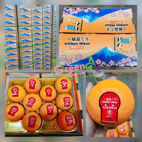 Japan Variety Premium Ichiban Mikan Mandarins 日本品种特秀一級品 いっきゅうひん蜜柑