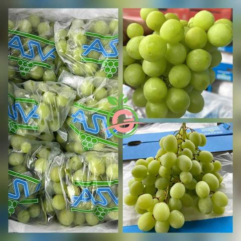 South Africa Premium Green Seedless Grapes (Sweet Globe®) (Size XL)