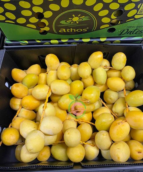 Peru Premium Fresh Barhi Dates