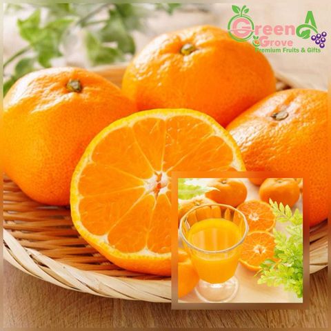 Japan Variety Premium Ichiban Mikan Mandarins 日本品种特秀一級品 いっきゅうひん蜜柑 (Size 2XL - 3XL)