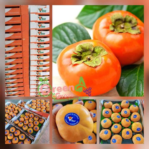 Australia Premium Fresh Persimmon