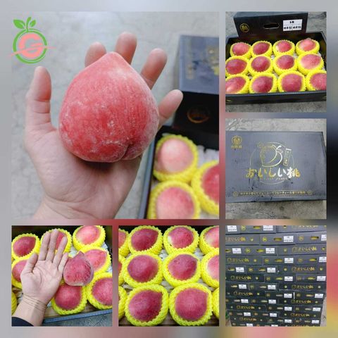 Jiangnan Premium Fresh "Autumn Snow" White Peaches 中国水蜜桃之乡 (Size Jumbo)