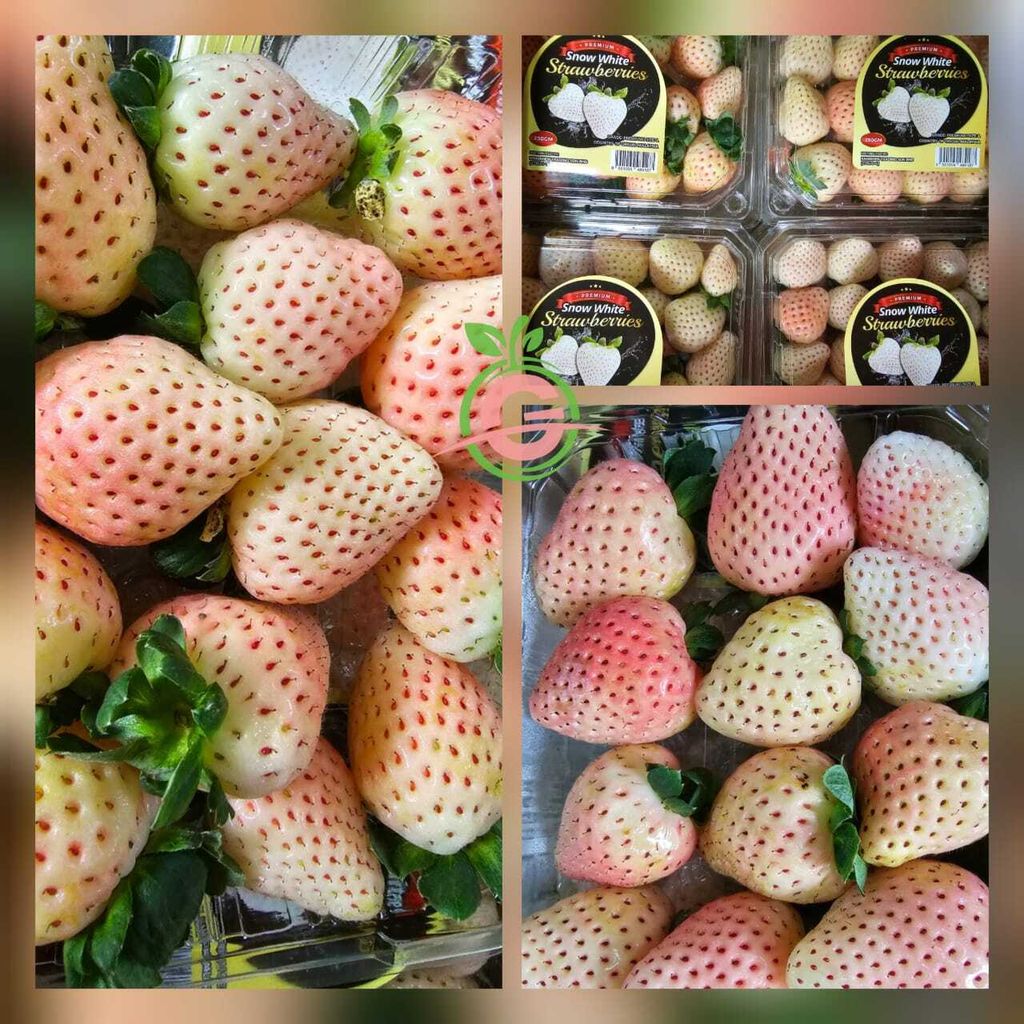 Cameron Highlands Premium Fresh Handpicked "Snow White" Strawberries (Size L)