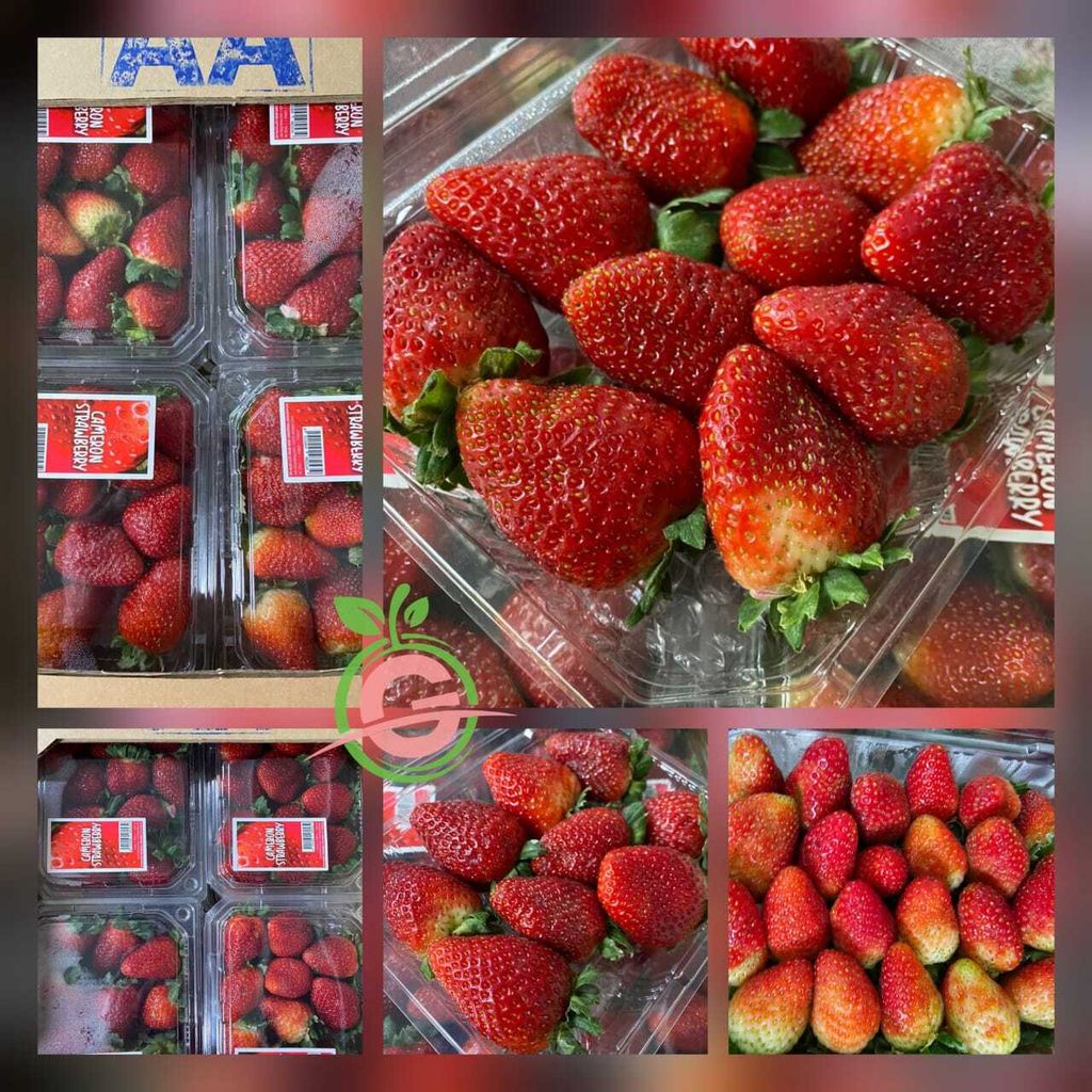 Cameron Highlands Fresh Handpicked Strawberries (Size M)