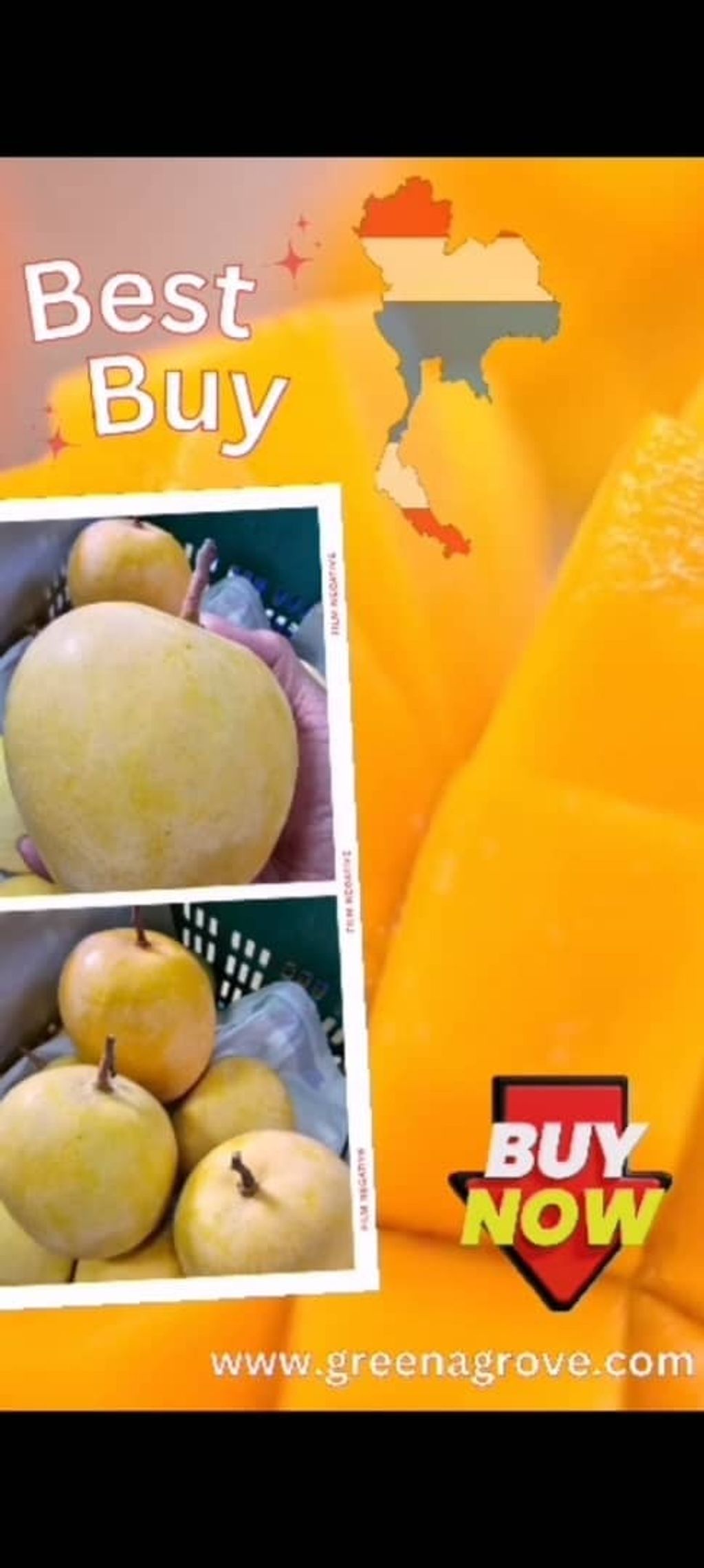 Thailand Premium Mango R2E2 (Golden Apple) (Size 12A)