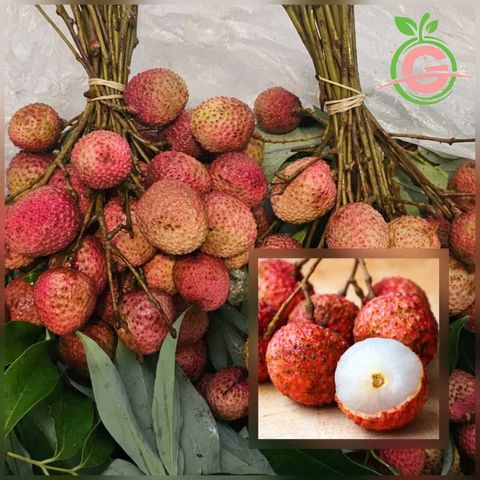 Thailand Premium Highland Lychees (Linjee)