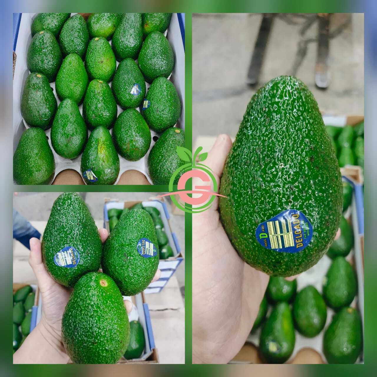 Australia Premium Hass Avocados (Size Big 28s) – GreenA Grove