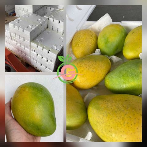 (Pre-Order) Air-Flown India Premium Mangoes (Banaganapalli) (weighs approx. 350 - 750gm per piece)