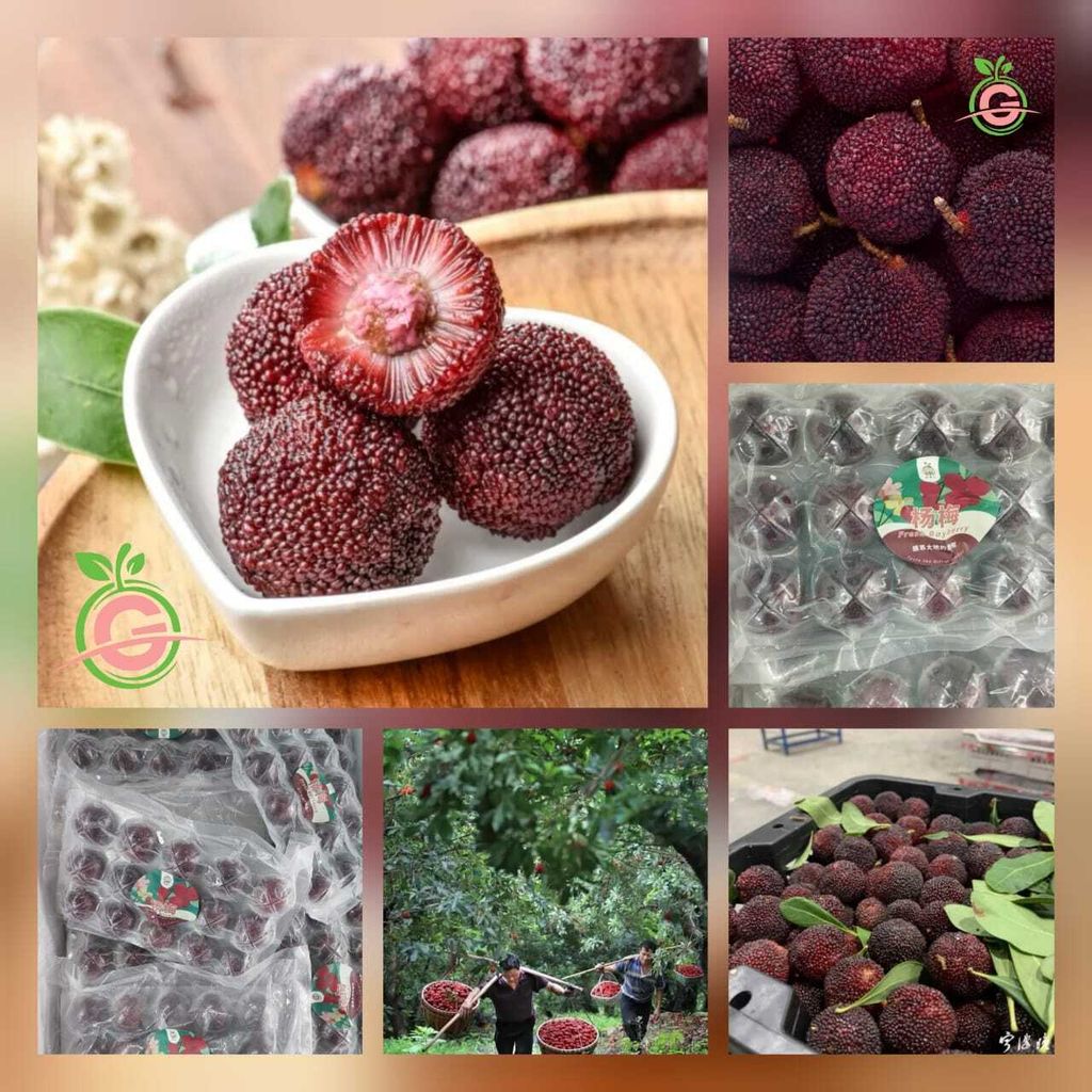 China Premium Superfruit Fresh Bayberry:Yangmei 特级新鲜杨梅 (weighs approx. 500gms)