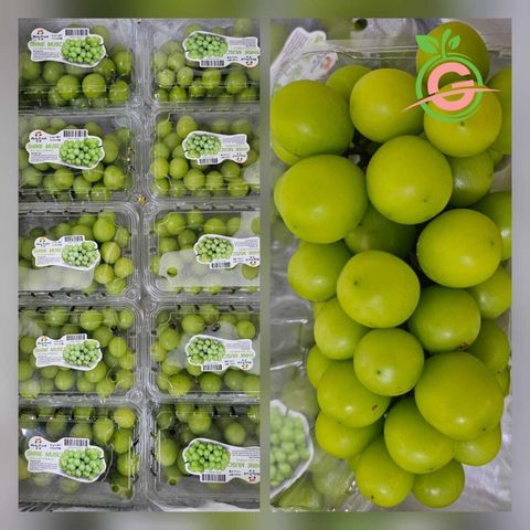 Air-Flown Japan Variety Premium Natural Fresh Shine Muscat Grapes 阳光玫瑰葡萄 (approx. 500gms per bunch:box)