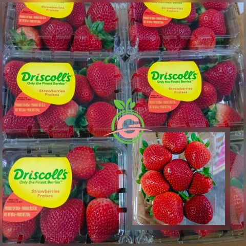Air-Flown USA Premium Fresh Strawberries (Size Big)