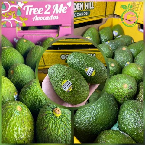 Australia Premium Hass Avocados (Size Big 28s)