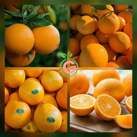 Australia Premium Loc-Sweet Sweet Navel Oranges (Size XL)