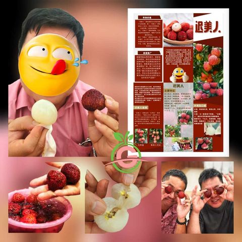 China Fresh Premium Lateness Beauty 迟美人 Lychees [2]