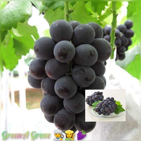 (Pre-Order) Japan Premium Pione Grapes 日本特秀猫眼葡萄 (approx. 700gms with 2 Bunches in a Gift Box)