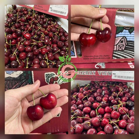 USA Premium Cherries (Bing) (Size L, 9.5 Row & Larger)