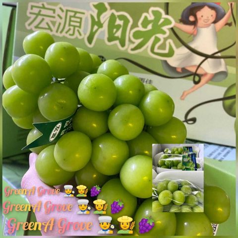 Air-Flown Japan Variety Premium Natural Fresh Shine Muscat Grapes 阳光玫瑰葡萄 (approx. 0.6KG - 1KG per bunch)