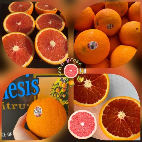 Australia Premium Red Flesh Seedless Cara-Cara Navel Oranges ~ Beloved (Size L)