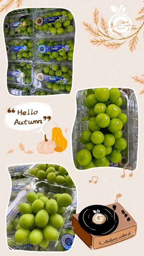 Air-Flown Japan Variety Premium Natural Fresh Shine Muscat Grapes 阳光玫瑰葡萄 (approx. 500gms per bunch:box)