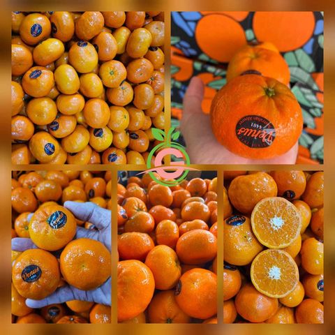 Australia Premium Afourer Mandarins (Size 28')