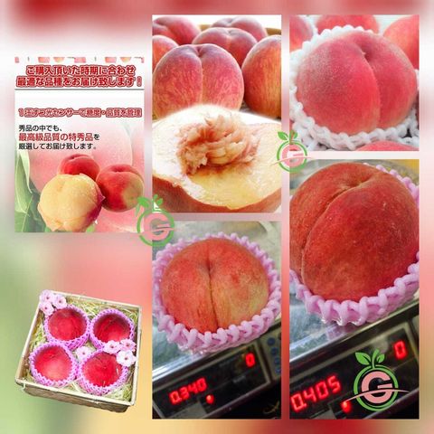 Japan Yamanashi Premium Misaka Kawanaka Jima White Peaches 山梨県大糖领桃 (Size Large) [2]