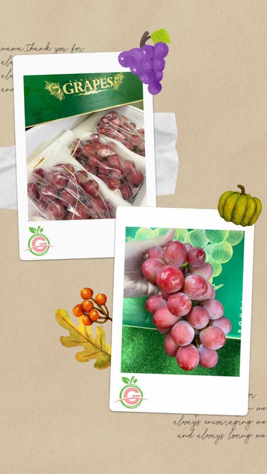 Japan Variety Premium Queen Nina 妮娜皇后 Grapes (approx. 550 - 850gms per bunch)