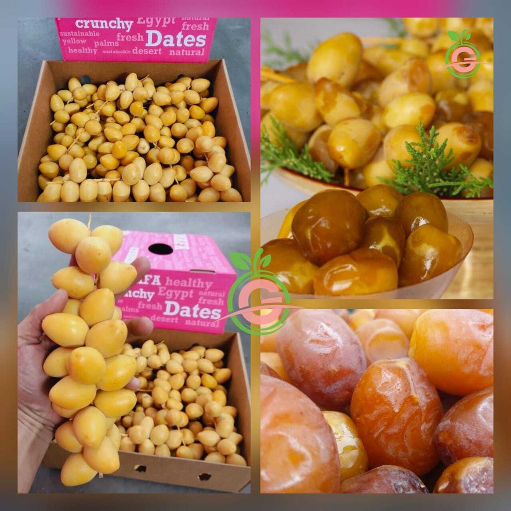 Egypt Premium Fresh Barhi Dates