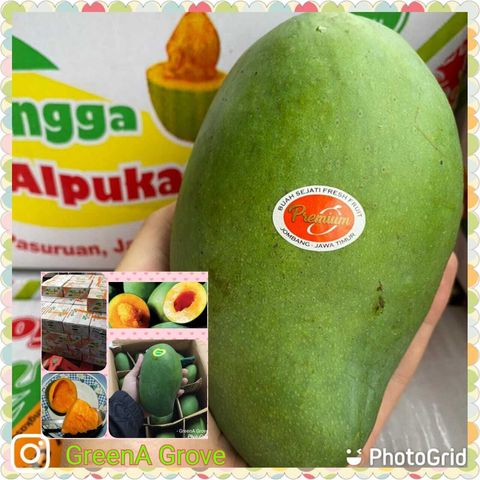 Air-Flown Indonesia Premium Mangga Aplukat Mangoes (approx. 500gms each)